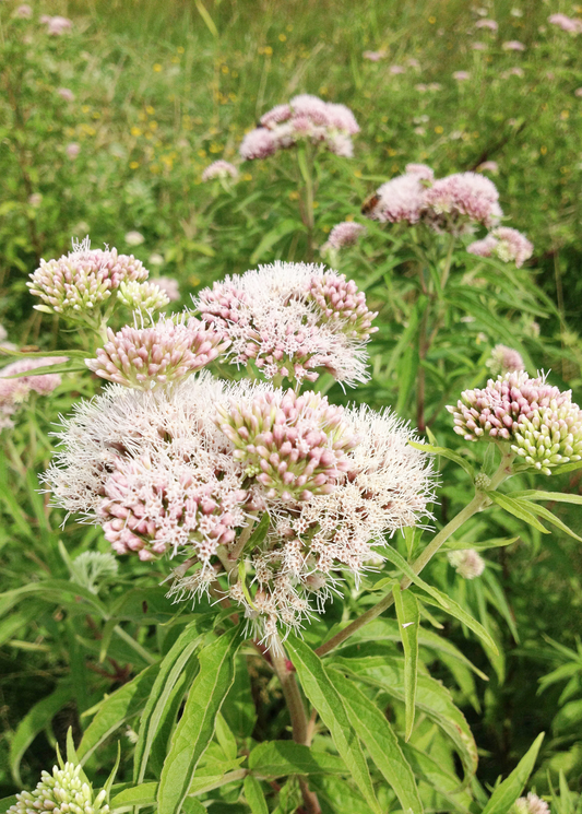 Fresh Valerian root herb plant for sale, showing green leaves and roots, from Sow Exotic's Valeriana officinalis collection.
