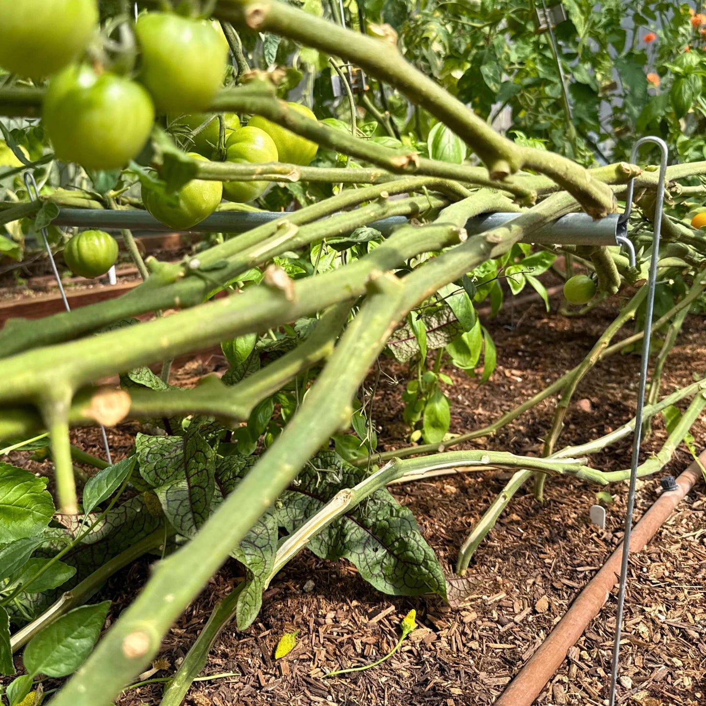 Vine Buddy Trellis Support - Bootstrap Farmer ~ Blessings Grow Meadows