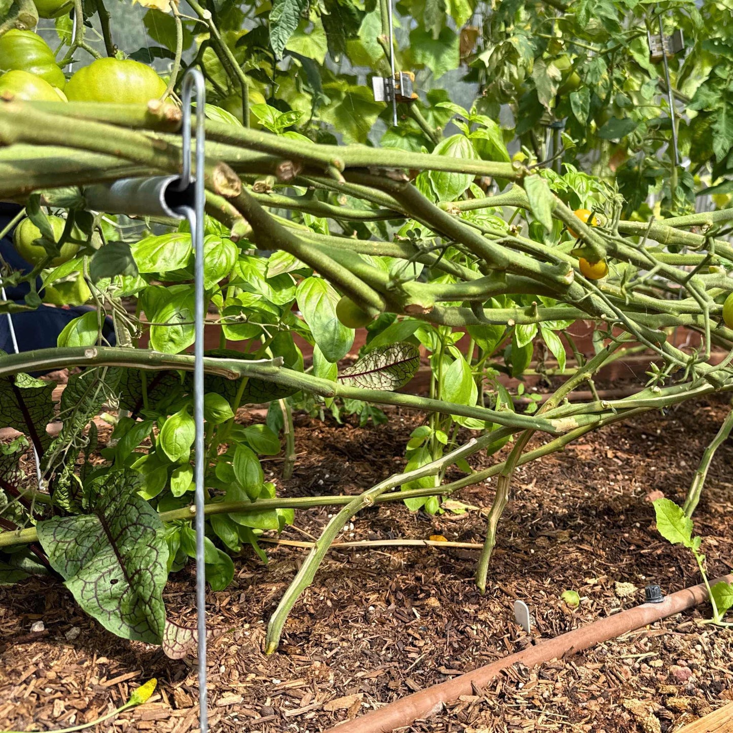 Vine Buddy Trellis Support - Bootstrap Farmer ~ Blessings Grow Meadows