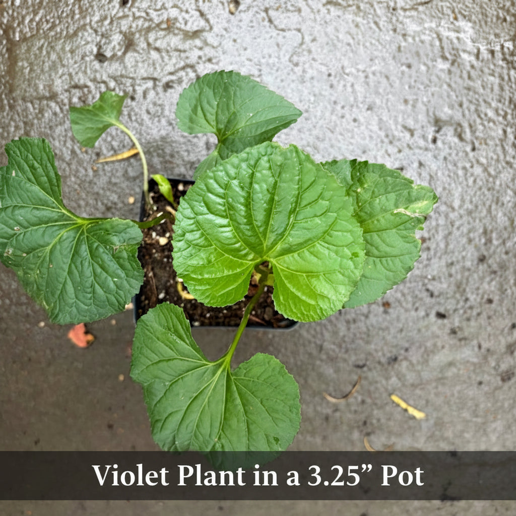 Native Purple Violet Live Plant – Viola sororia – Native Shade Groundcover – Zones 3–8