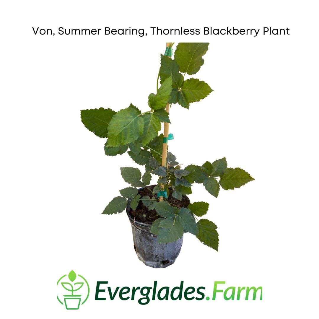 Von, Summer Bearing, Thornless Blackberry Plant - Blessings Grow Meadows