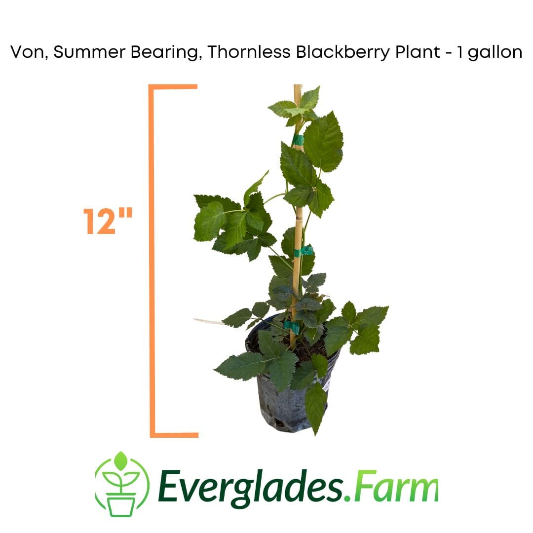 Von, Summer Bearing, Thornless Blackberry Plant - Blessings Grow Meadows