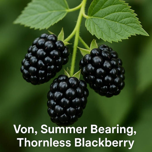 Von, Summer Bearing, Thornless Blackberry Plant