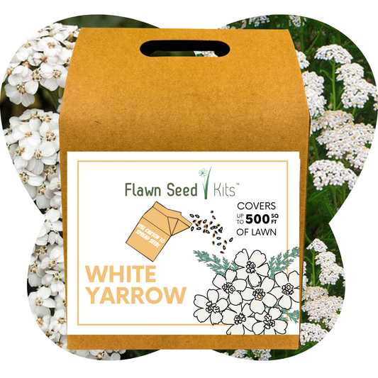White Yarrow Eco-Friendly Seeding Kit - Blessings Grow Meadows