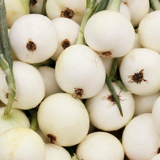 (Heirloom, Long Day) Walla Walla Onion Plants