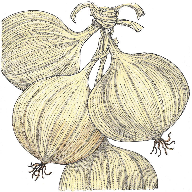 Walla Walla Onion Seeds (Organic) - Blessings Grow Meadows