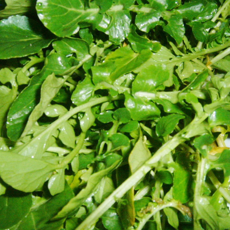 Watercress Greens Seeds (Organic) - Blessings Grow Meadows