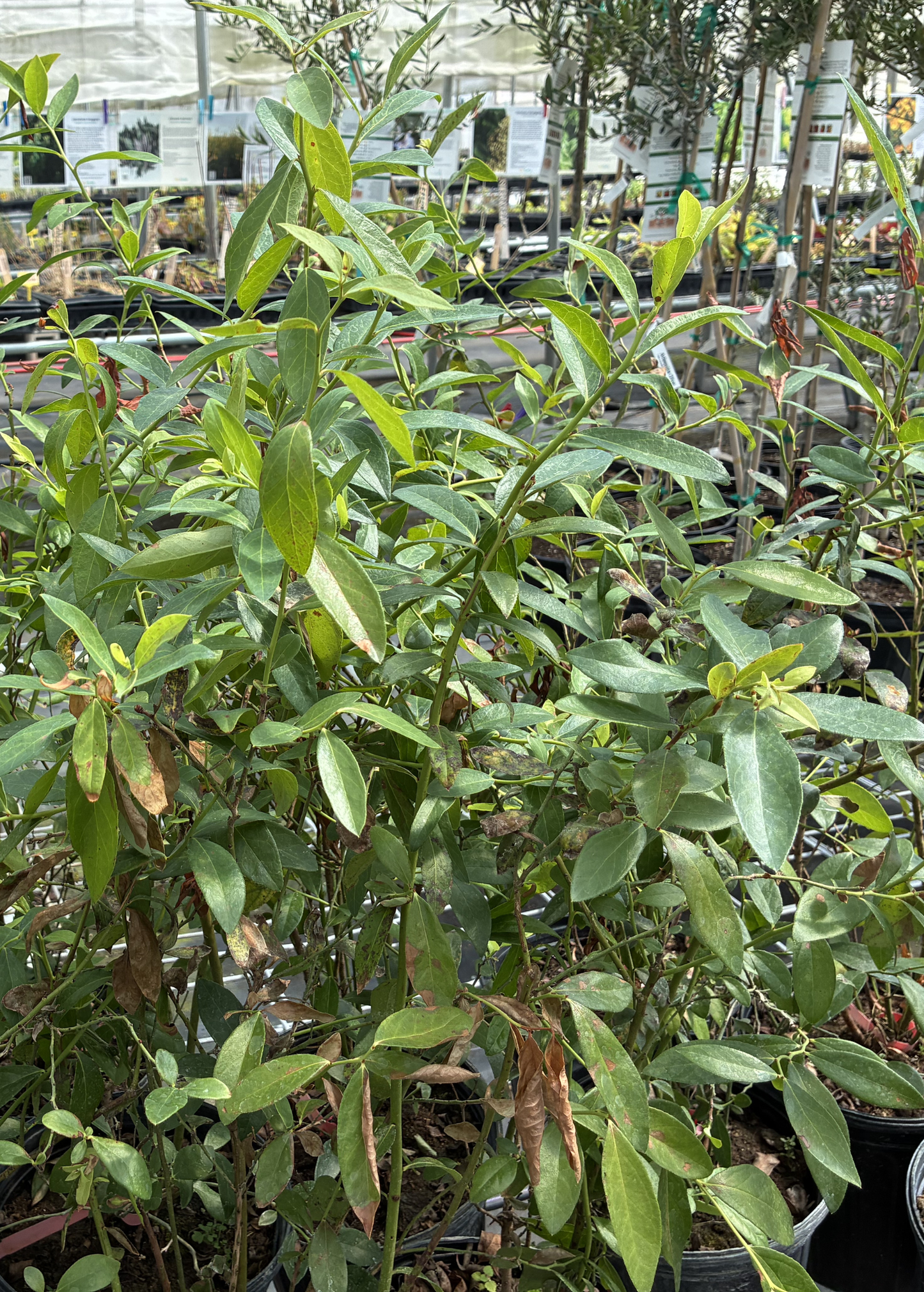 Blueberry 'Pink Lemonade' fruiting plant by Sow Exotic with vibrant blue berries and green foliage in a garden setting