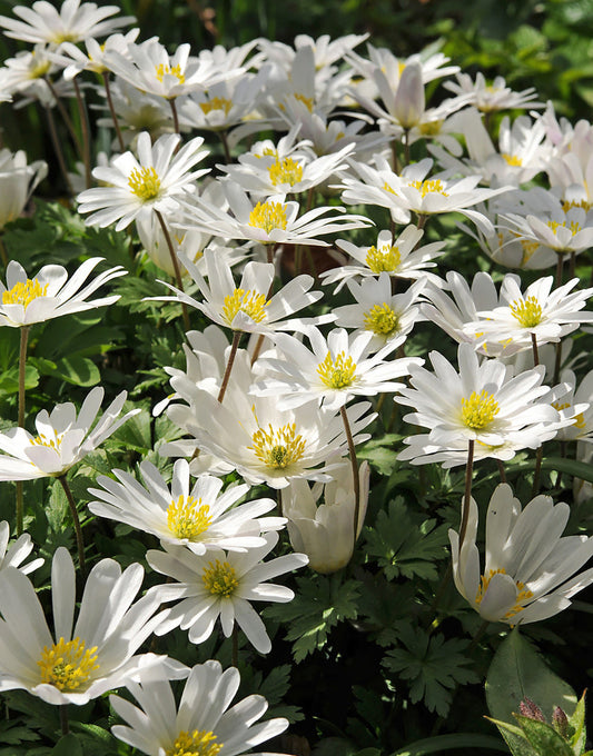 White Splendor Anemone blanda bulbs from BloomingBulb, showcasing white flower buds ready to bloom in spring.