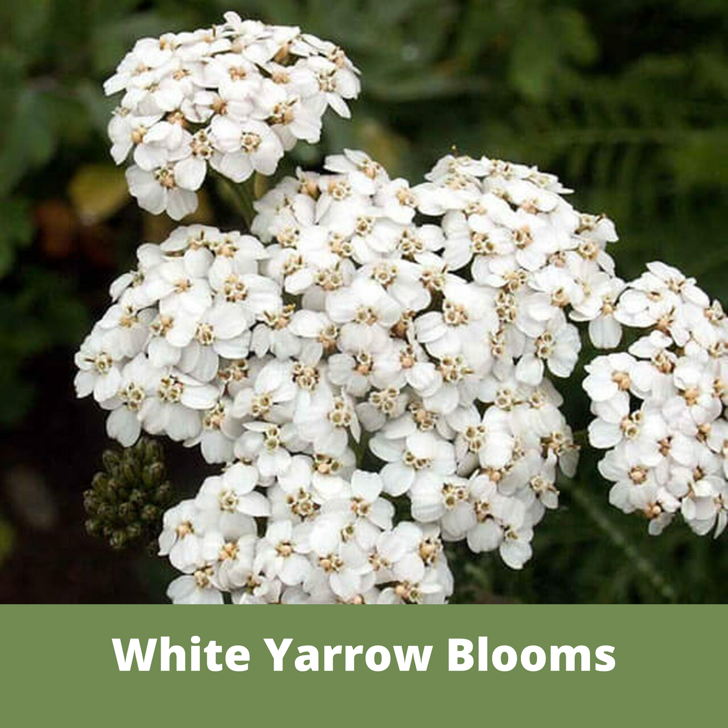 White Yarrow Eco-Friendly Seeding Kit - Blessings Grow Meadows