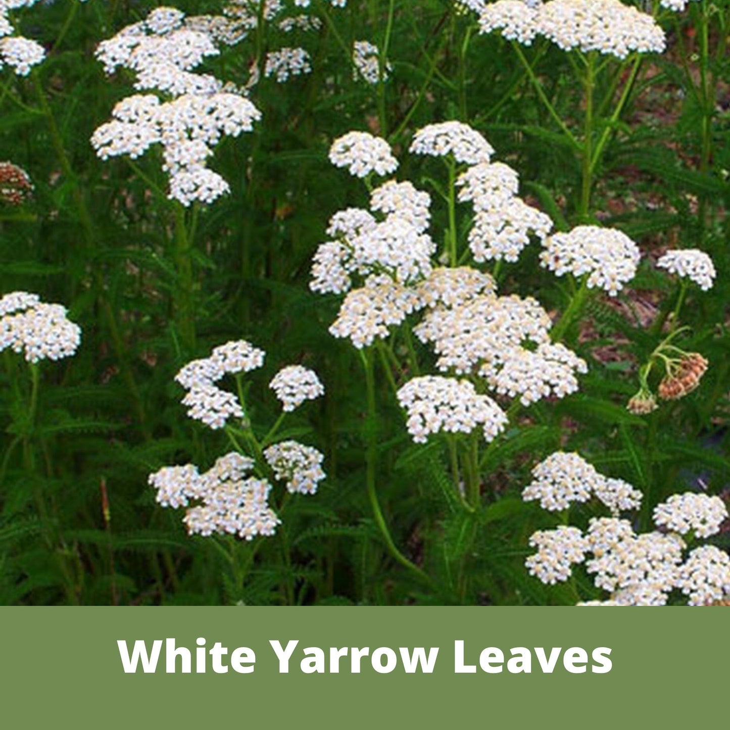White Yarrow Eco-Friendly Seeding Kit - Blessings Grow Meadows