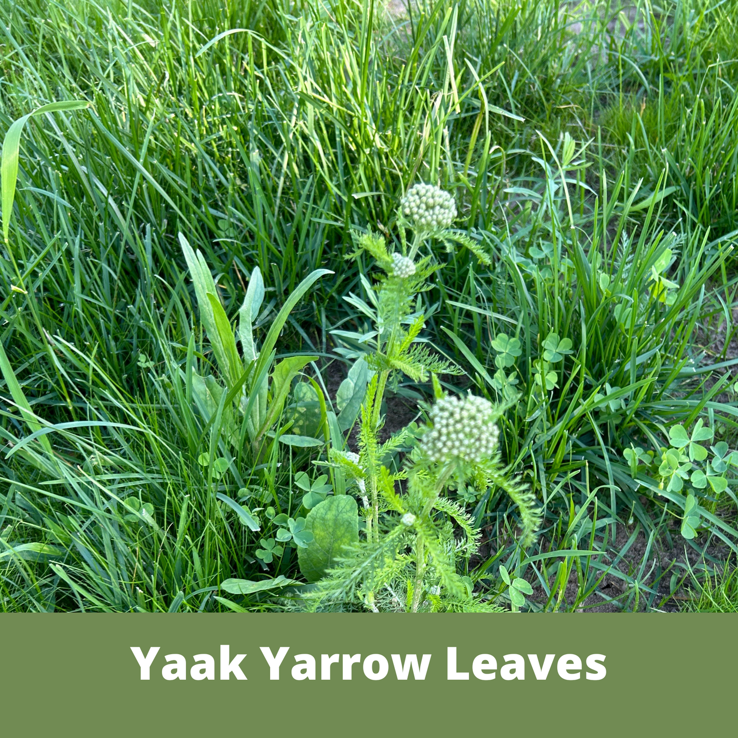Yaak Yarrow 'Turf-Type' Seed - Blessings Grow Meadows