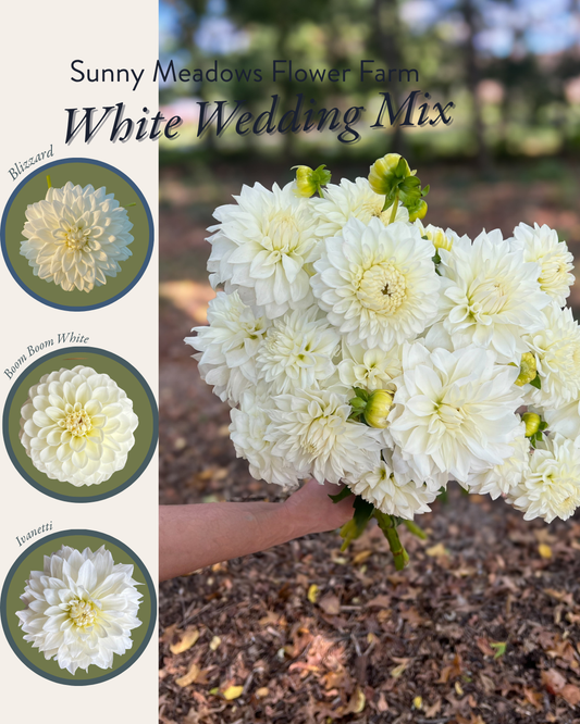 Dahlia Tuber Mix-White Wedding-10 Tubers