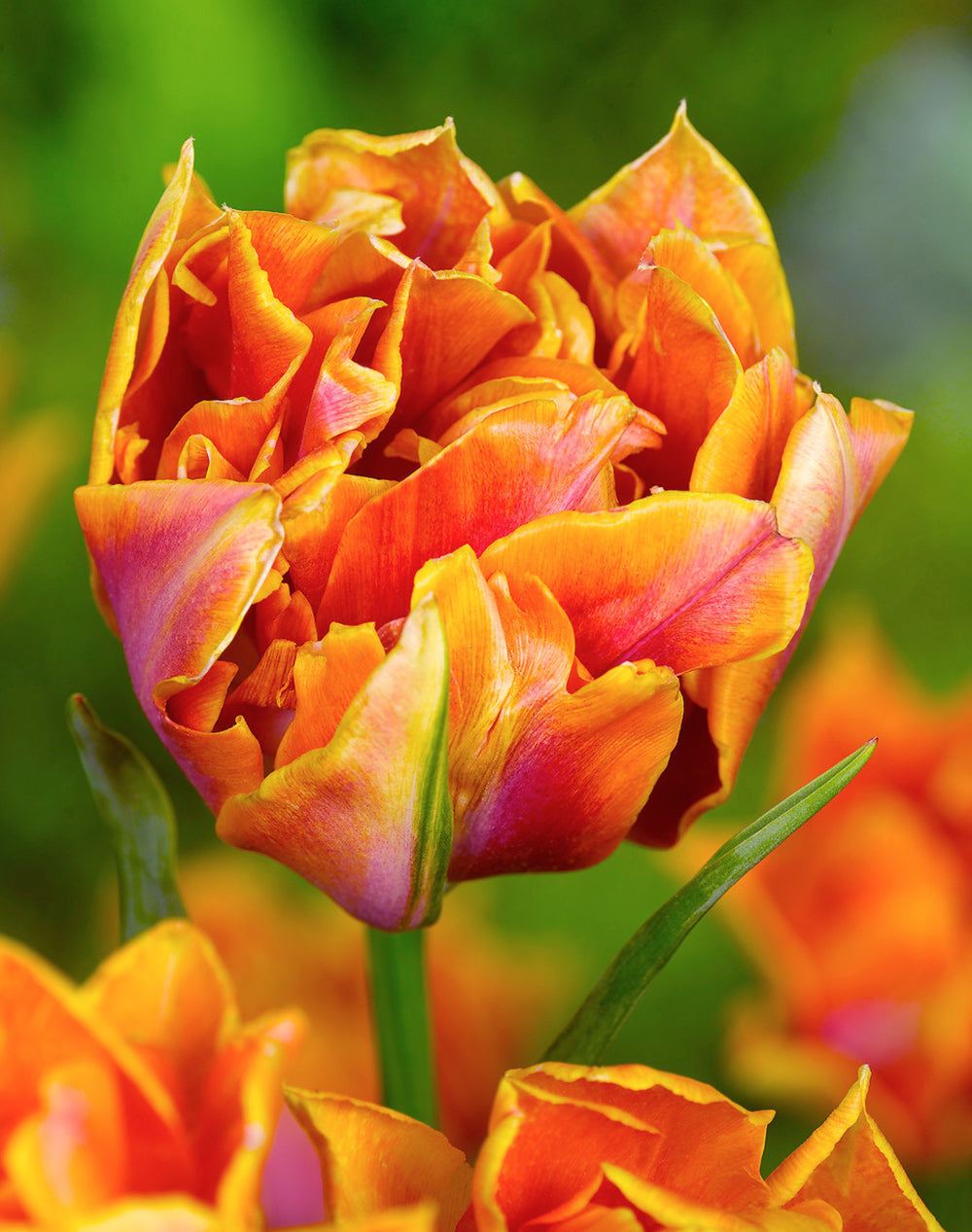 Willem van Oranje Double Early Tulip - 10 bulbs