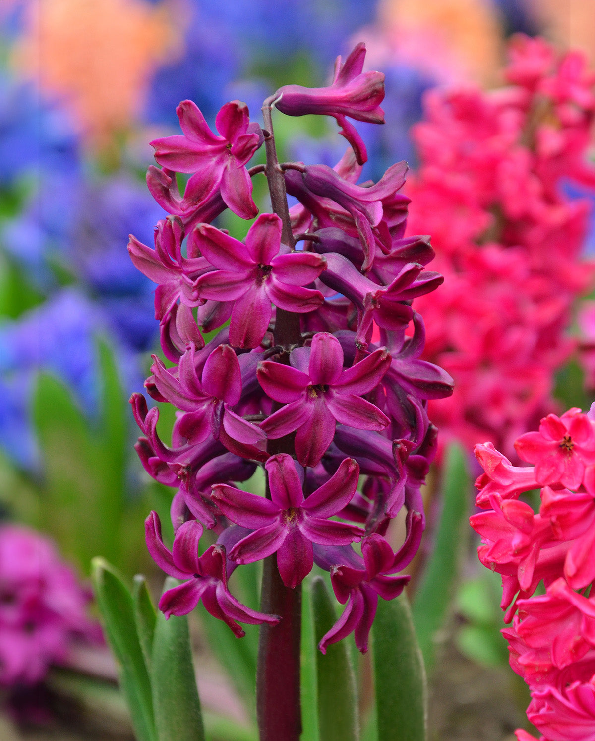 Woodstock Hyacinth - 10 bulbs