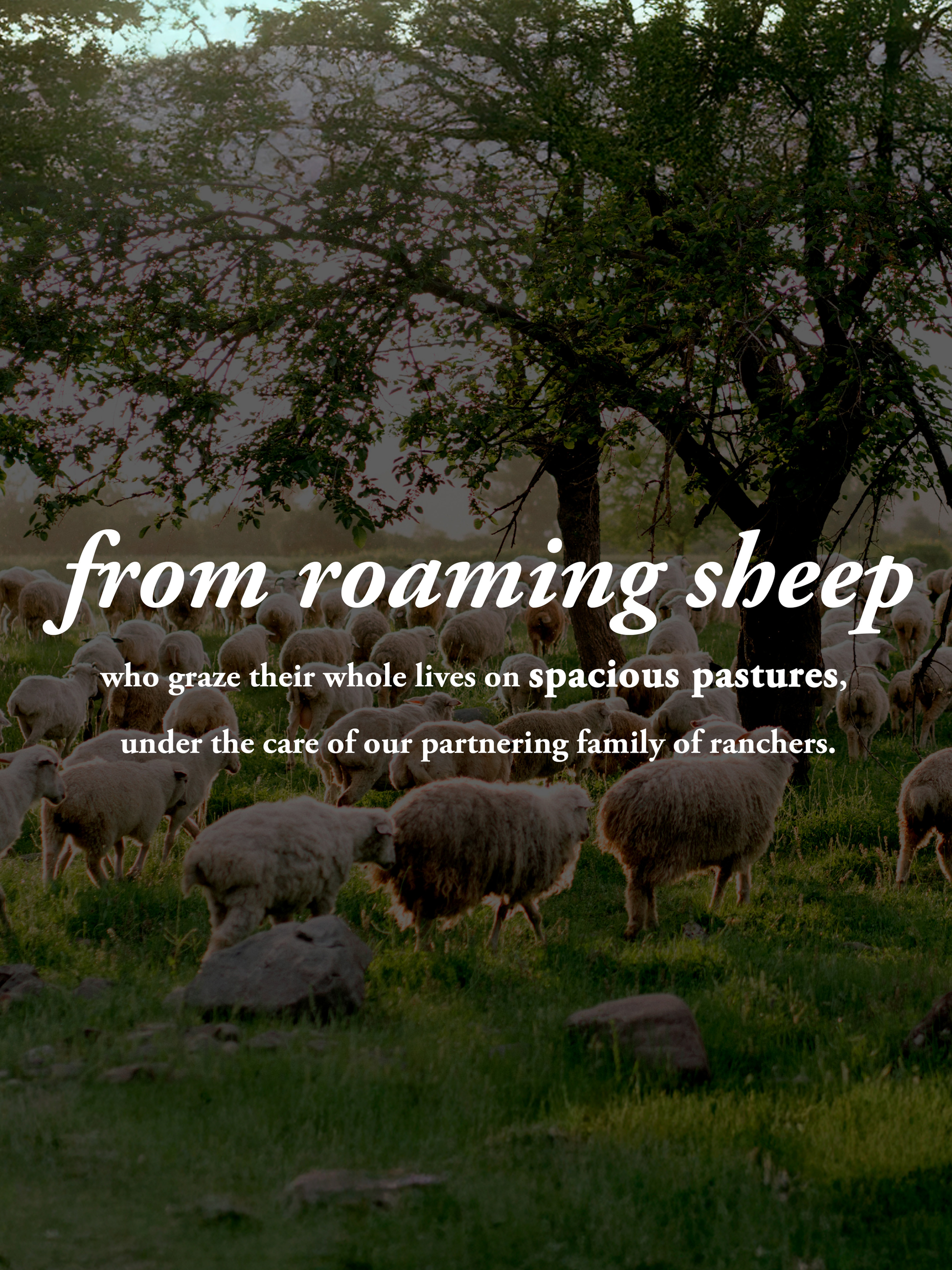 A flock of sheep grazes on a grassy pasture at sunset. Overlaid text: Rustic Strength Jumbo Wool Dryer Balls (3 pack) are made from sheep that roam spacious pastures, supporting regenerative agriculture and eco-friendly laundry care.