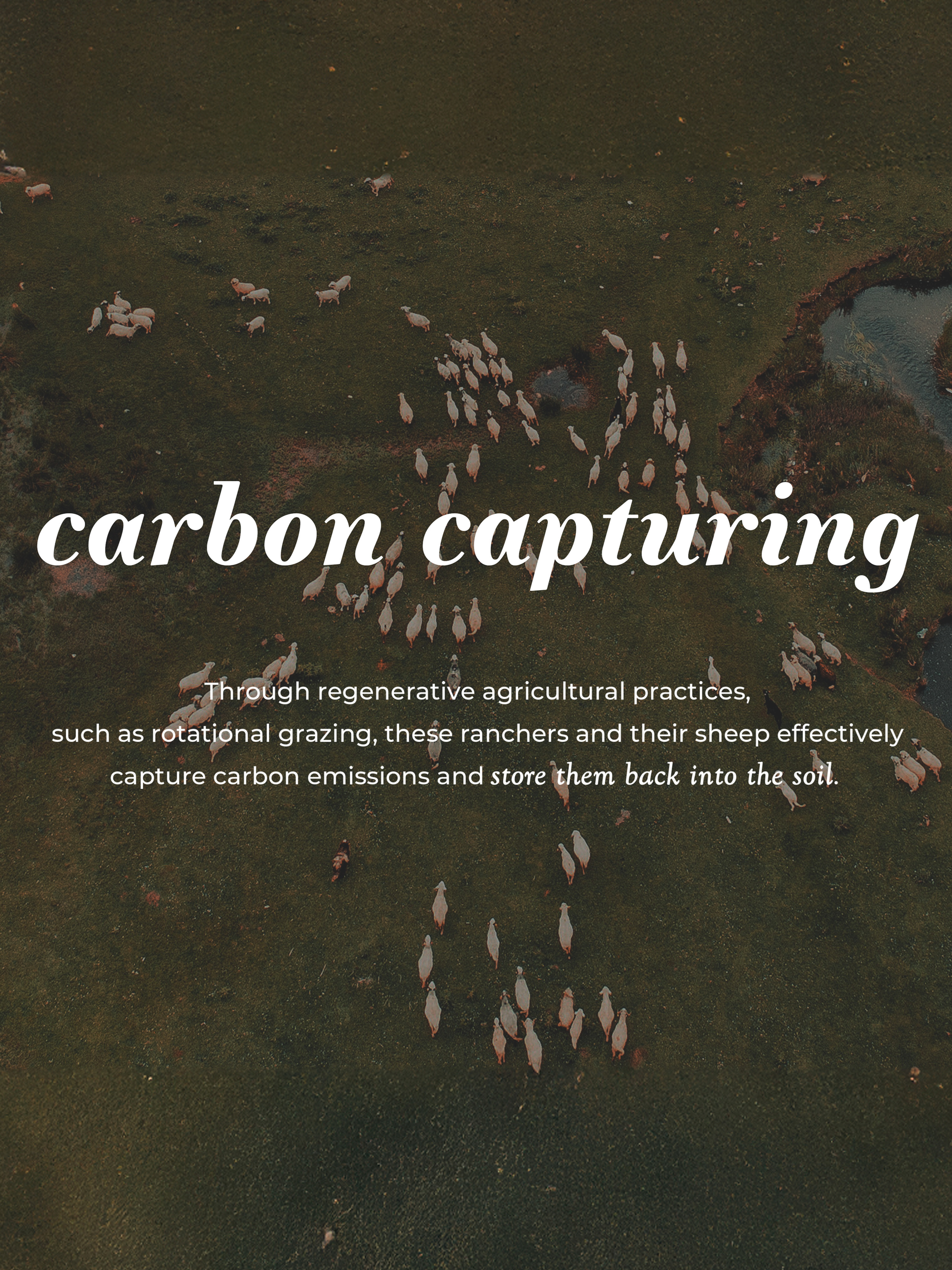 Aerial view of sheep grazing with text: These ranchers use regenerative agriculture to help capture carbon emissions while producing Rustic Strength Jumbo Wool Dryer Balls (3 pack), an eco-friendly laundry solution.