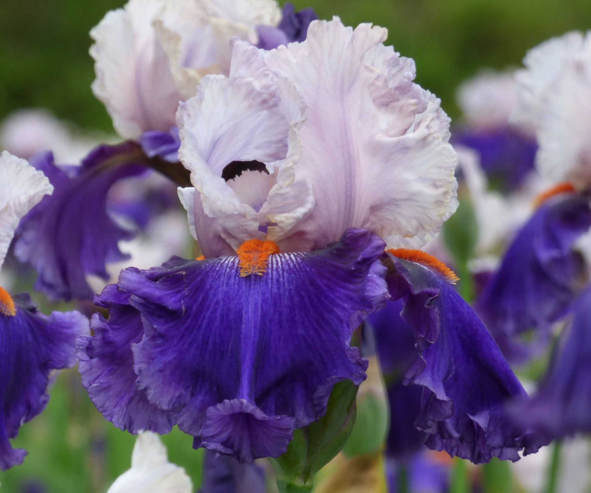 You Grow Girl Fragrant Bearded Iris Quart Container - Blessings Grow Meadows