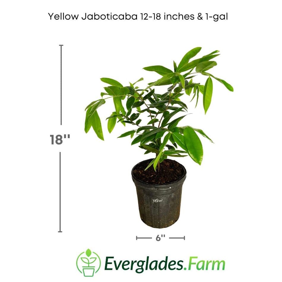Yellow Jaboticaba Tree - Blessings Grow Meadows -