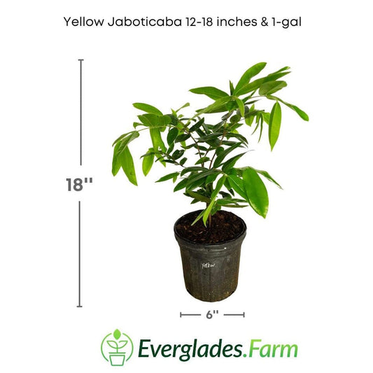 Yellow Jaboticaba Tree - Blessings Grow Meadows -
