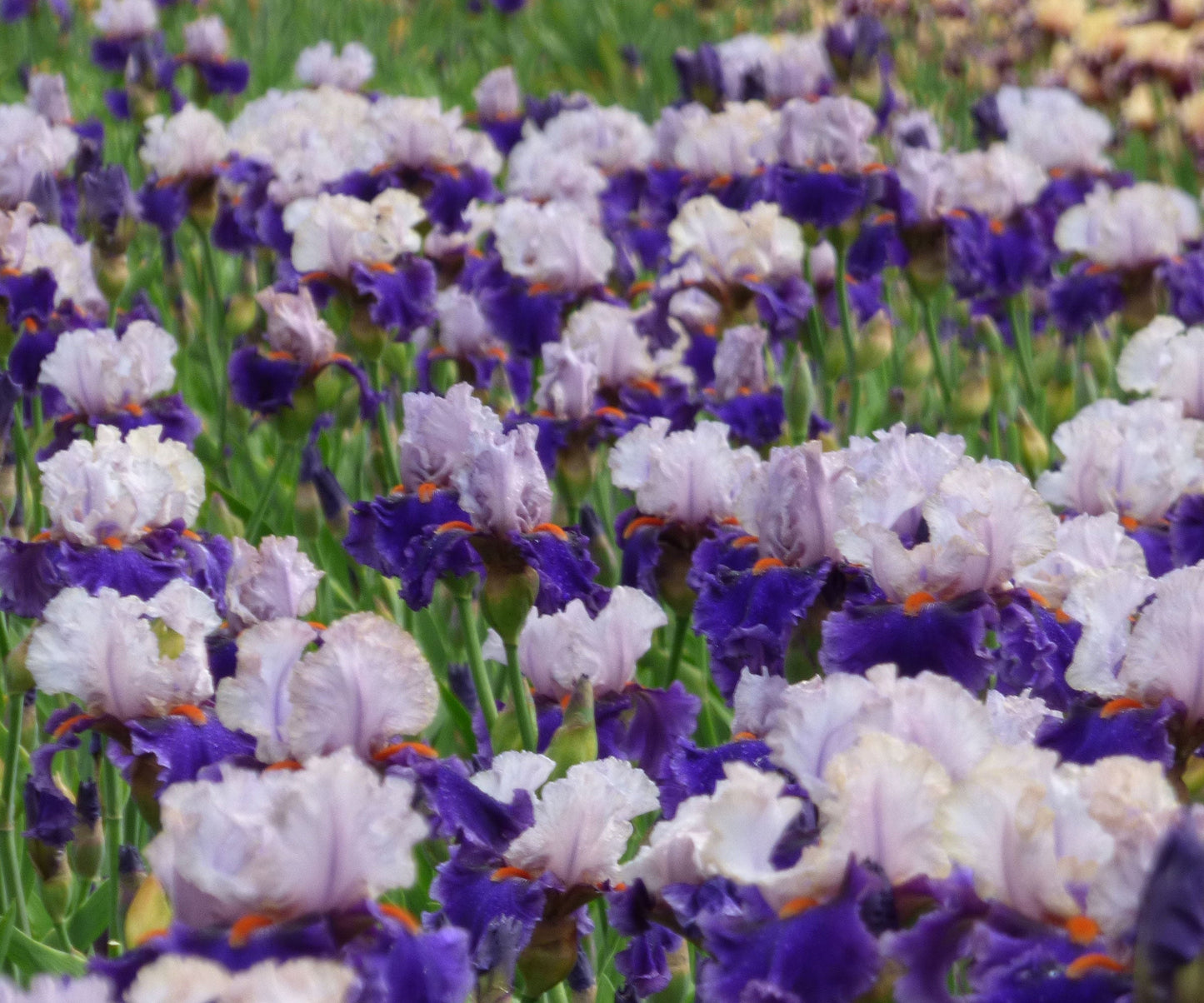 You Grow Girl Fragrant Bearded Iris Quart Container - Blessings Grow Meadows