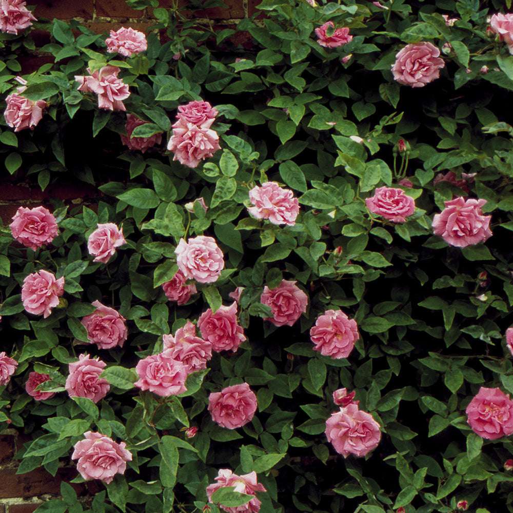 Zephirine Drouhin Climbing Rose 1.5 Gal Container - Blessings Grow Meadows
