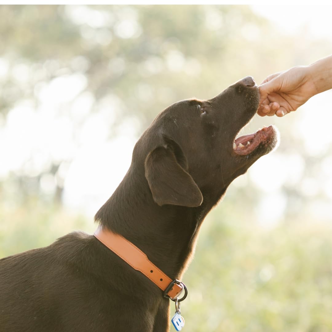 Dehydrated dog treats with quail meat and shells from Quailz by Undique LLC, showcasing crispy, organic gourmet dog treats for training