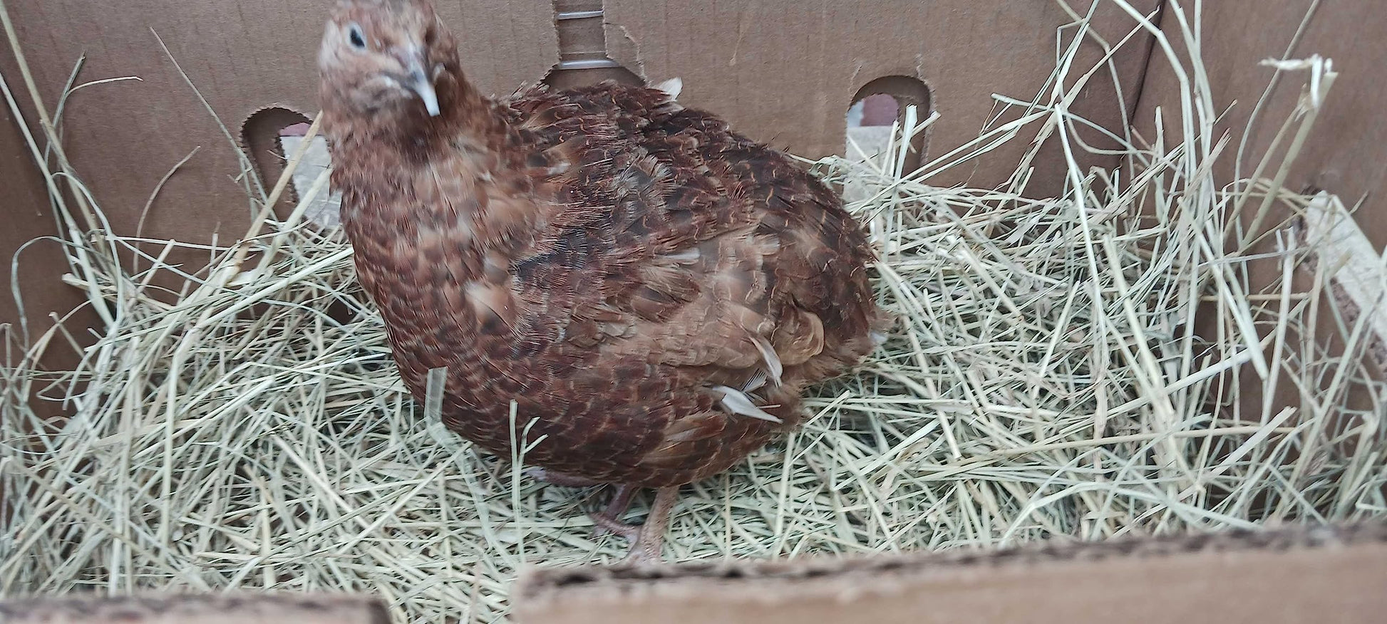 Red Range Coturnix Quail hatching eggs from Quailz.com by Undique LLC, showing smooth red-brown eggs in a natural setting.