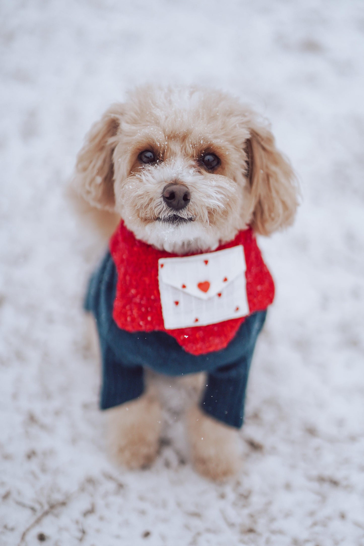 Love Note Reversible Handmade Bandana - BarkBarkBaby ~ Blessings Grow Meadows