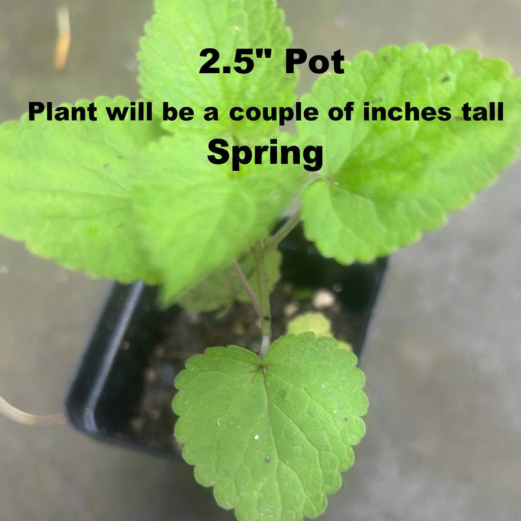 Anise Hyssop Live Plants (Agastache rugosa) – White & Purple Mix, Deer Resistant Perennial, Zones 4–9