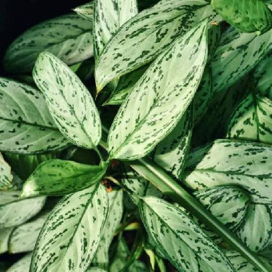 Aglaonema Silver Queen | Chinese Evergreen | Low Maintenance House Plant in 6" pot