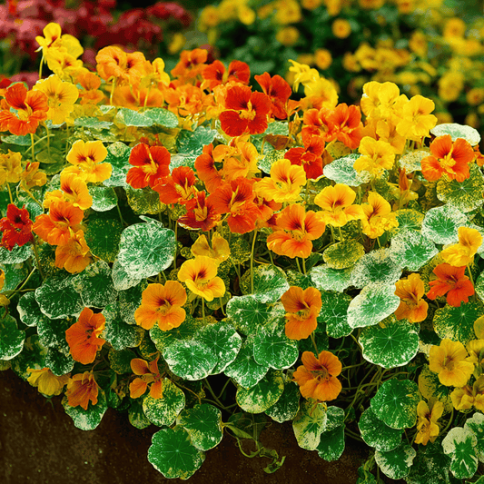 Packet of Southern Seeds Alaska Mix Nasturtium seeds showing colorful seed packet with vibrant flower illustrations.