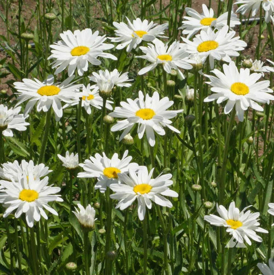 Shasta Daisy-Alaska - Blessings Grow Meadows