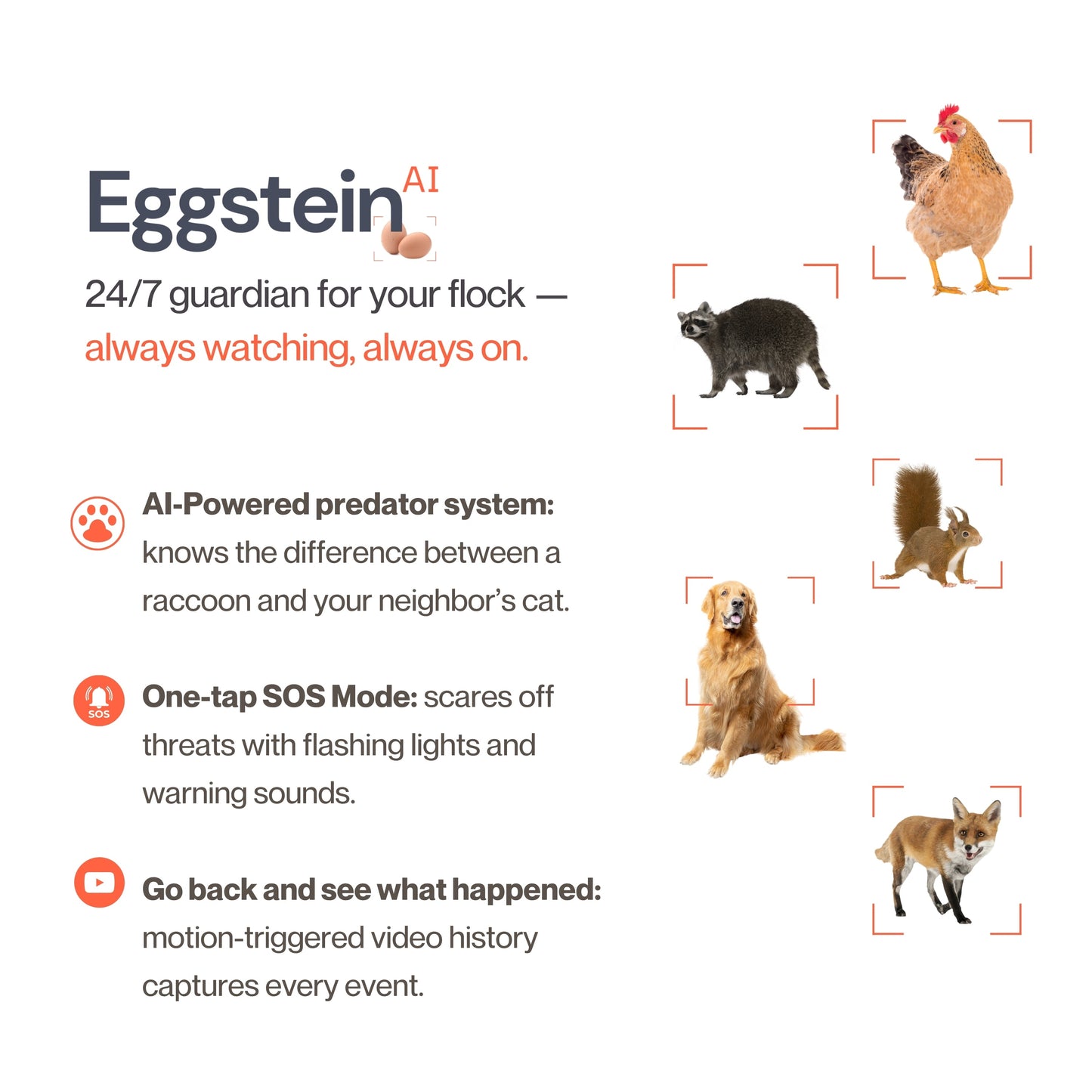 The Smart Coop + Base (+ Free Chicks! 🐣) - Blessings Grow Meadows