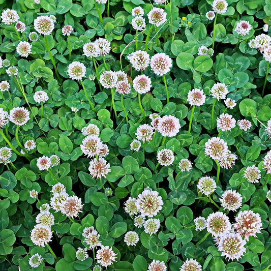 Clover Seeds - White Dutch - Blessings Grow Meadows