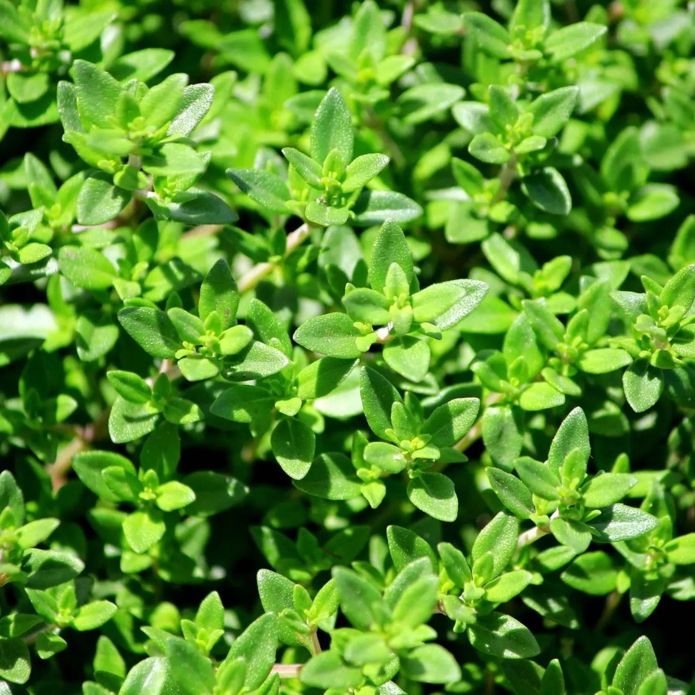 Thyme Seeds - French - Blessings Grow Meadows