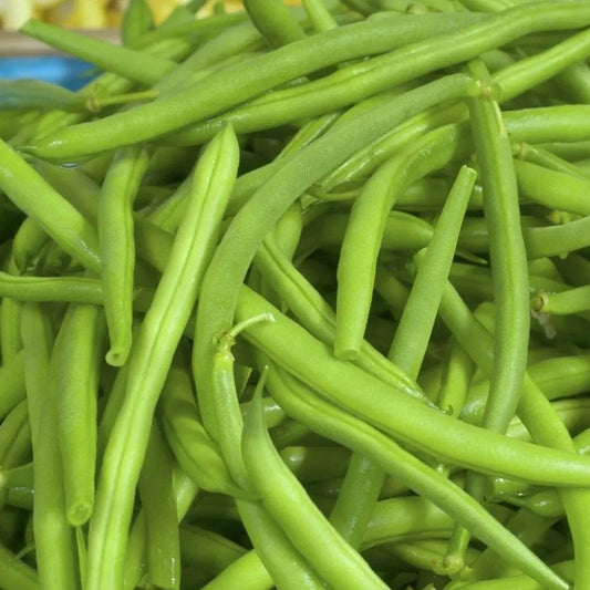 Bean Seeds - Bush - Jade Bush - Blessings Grow Meadows
