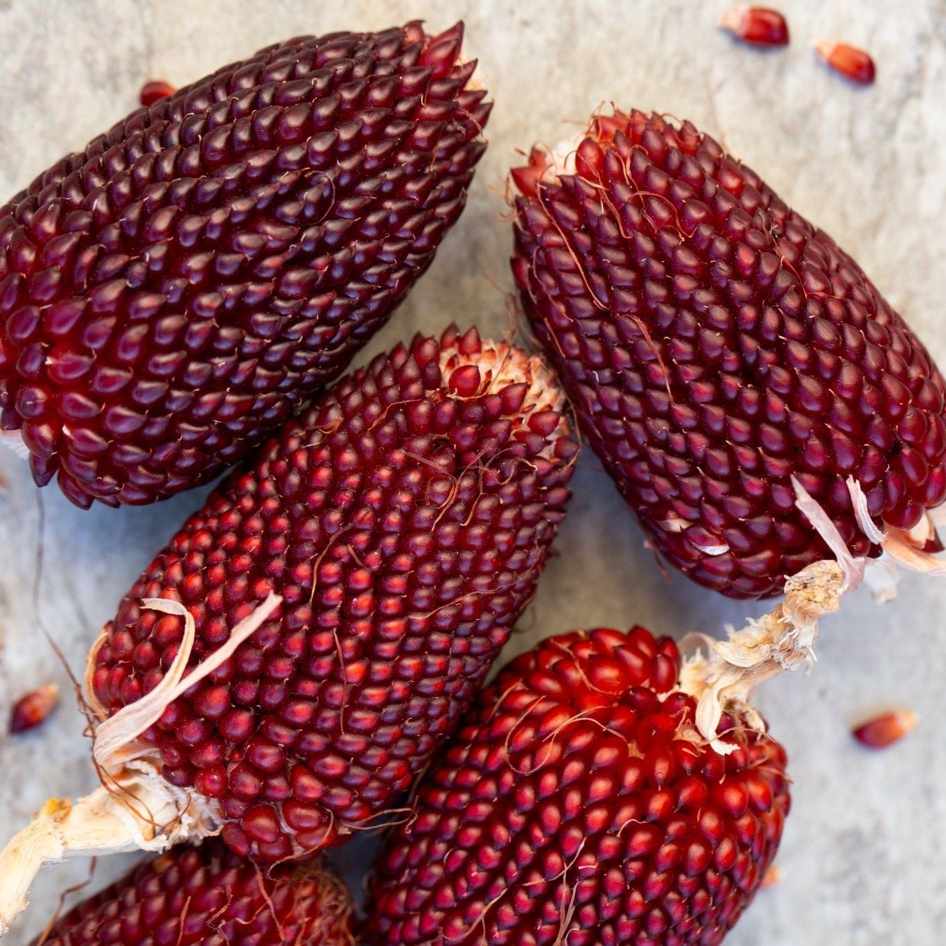 Corn Seeds - Popcorn - Red Strawberry Popcorn - Blessings Grow Meadows