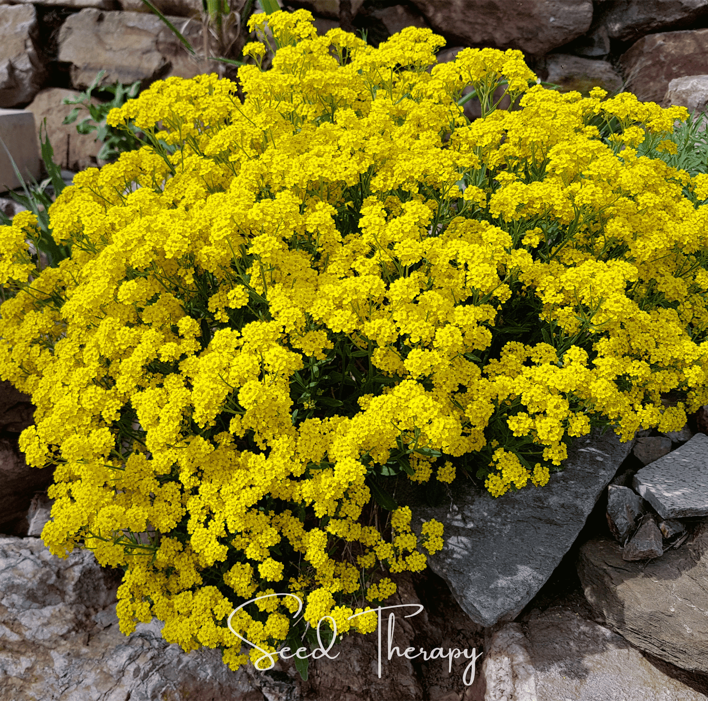 Basket of Gold Alyssum seeds from Southern Seeds, showing a packet of 100 seeds for planting and garden decoration.
