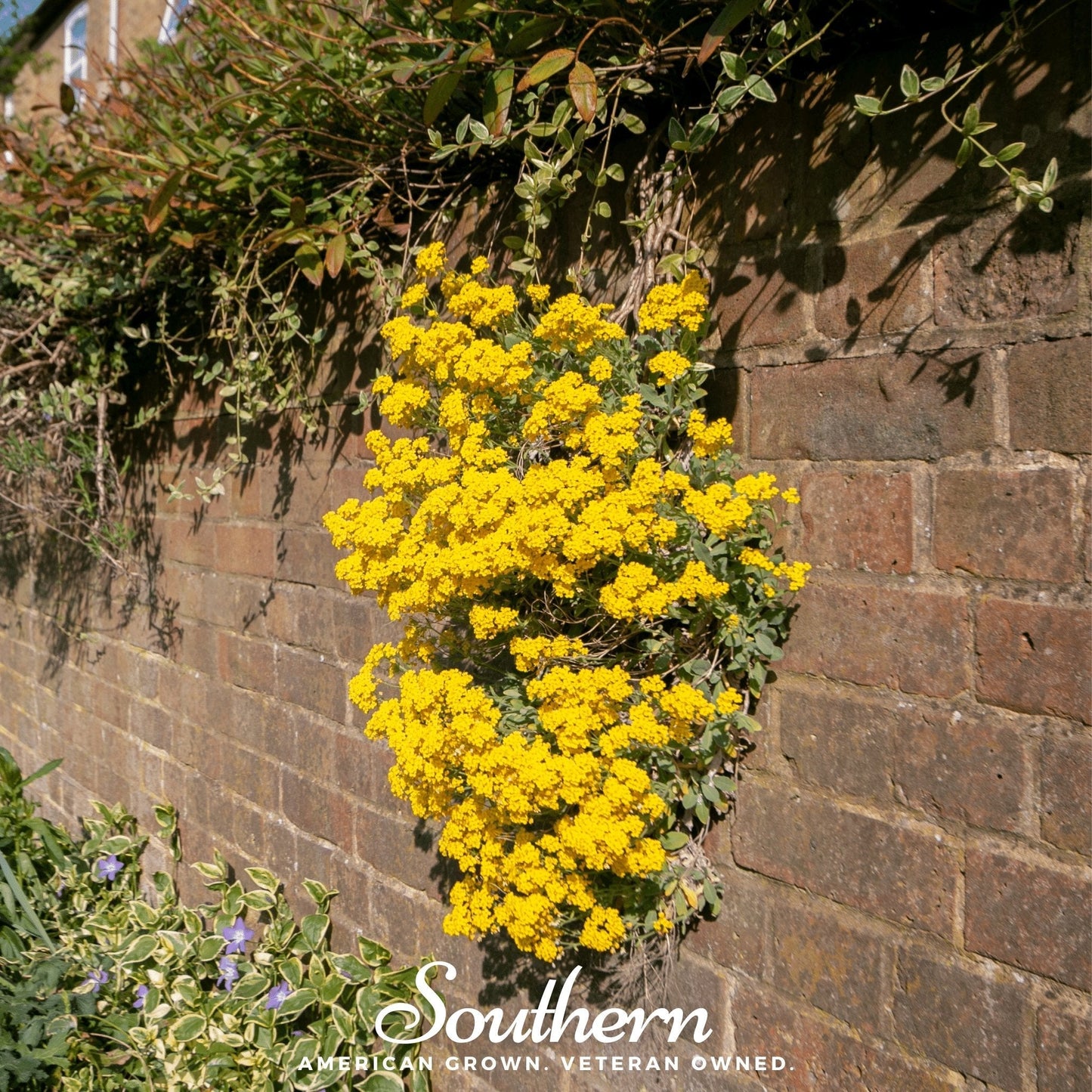Basket of Gold Alyssum in a container, showcasing vibrant yellow flowers and green foliage; 100 seeds from Southern Seeds.