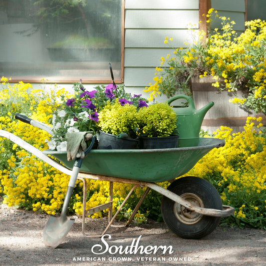 Basket of Gold Alyssum with vibrant yellow flowers in a container, 100 seeds from Southern Seeds.