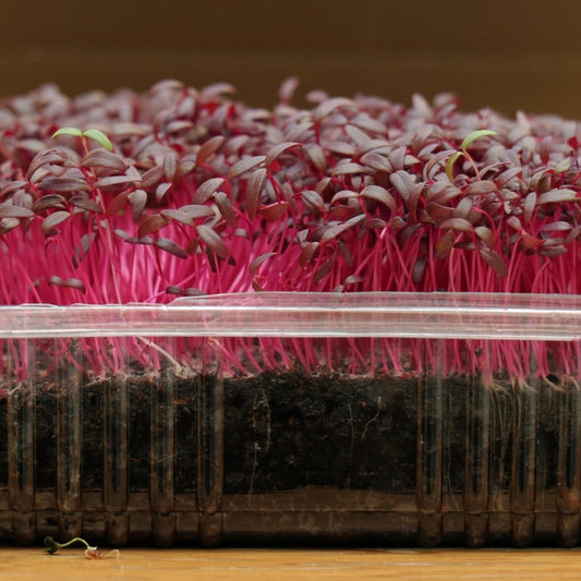 Amaranth Microgreen - 1 Ounce - Blessings Grow Meadows
