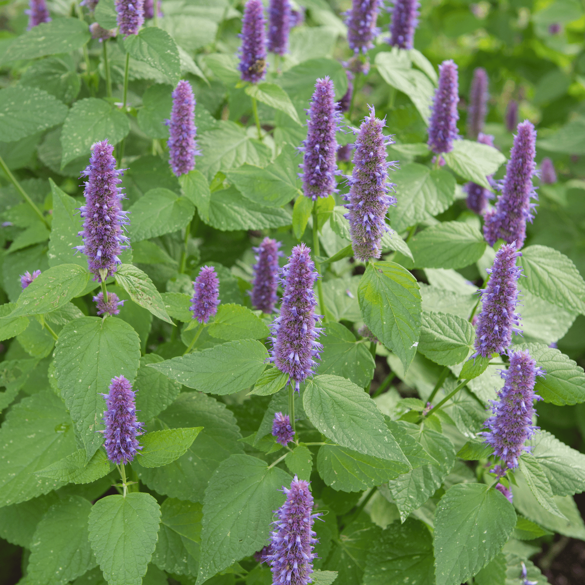 Packet of Anise Hyssop seeds from Southern Seeds, showing 200 seed seeds in a clear packet for planting and gardening.