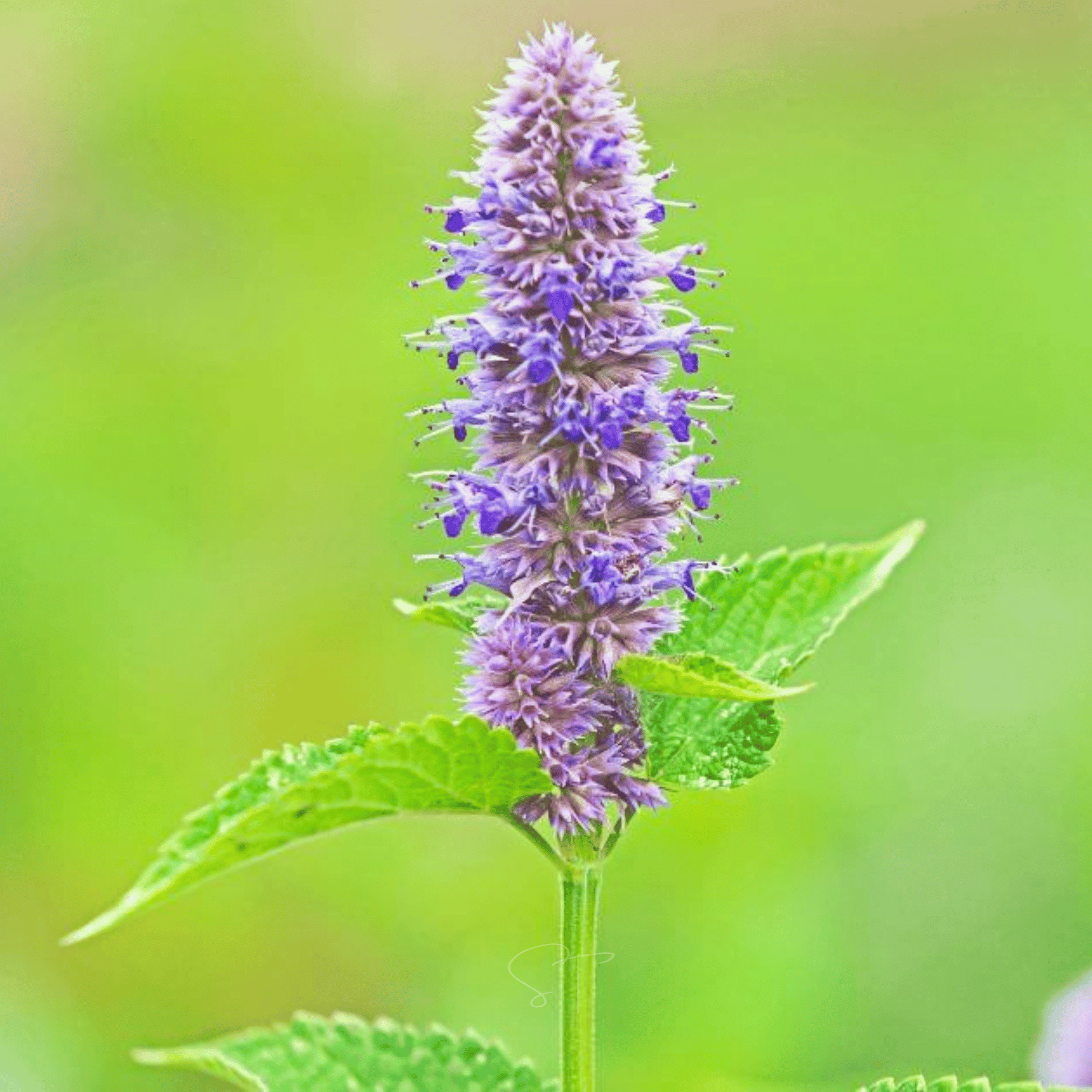 Packet of Southern Seeds Anise Hyssop seeds, 200 seeds for planting and herbal cultivation.