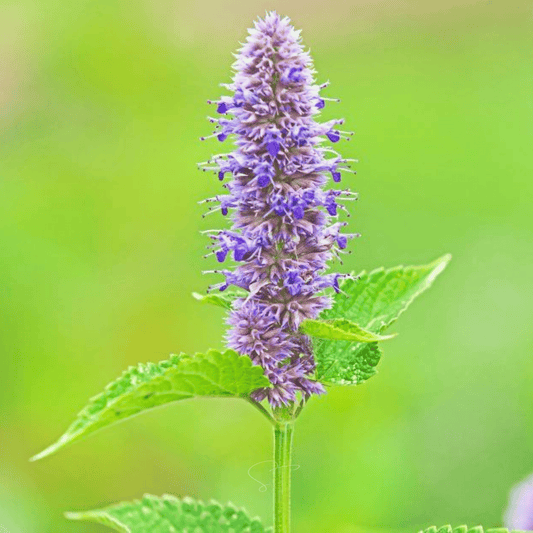 Packet of Southern Seeds Anise Hyssop seeds, 200 seeds for planting and herbal cultivation.