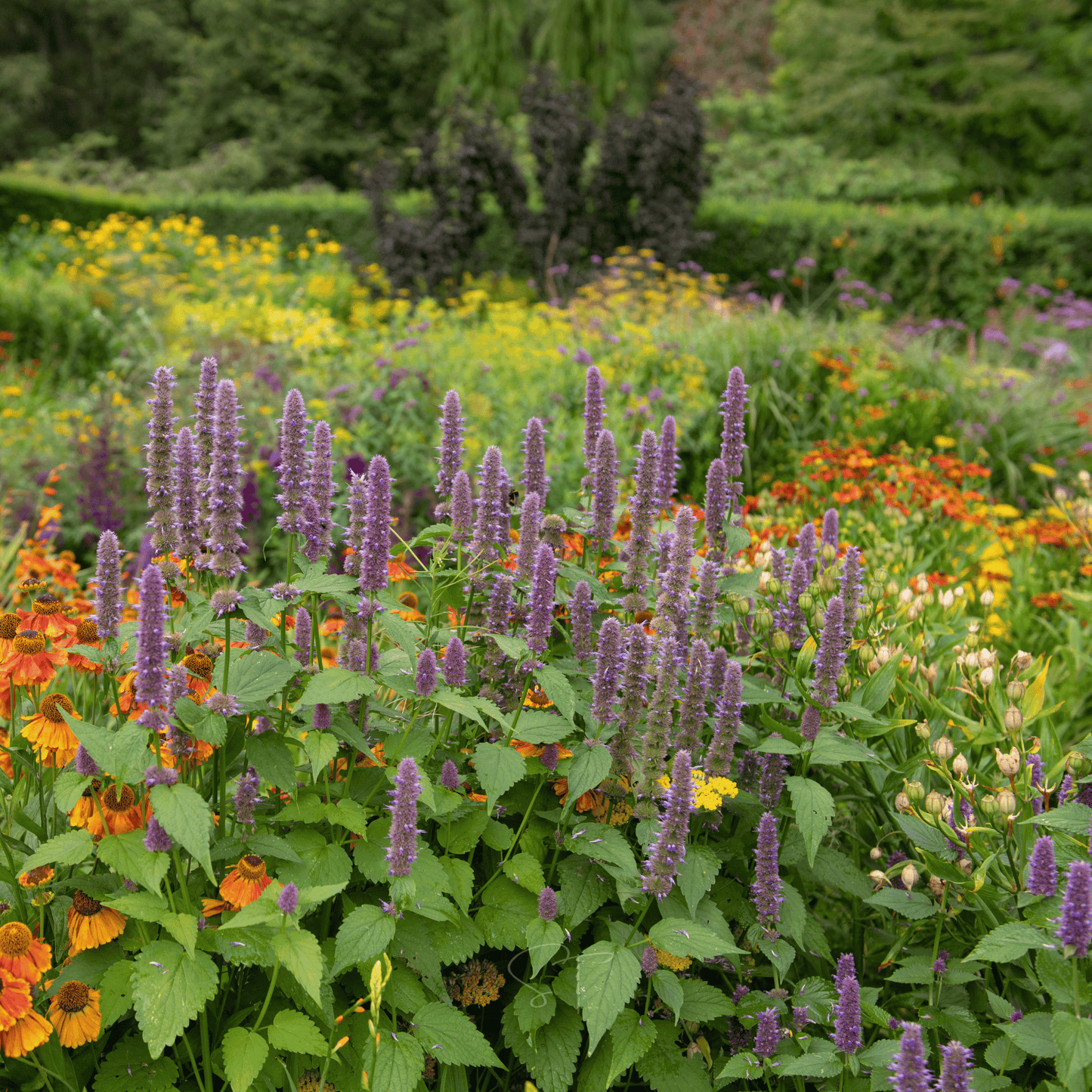 Packet of Southern Seeds Anise Hyssop seeds, 200 seeds for planting and garden use.