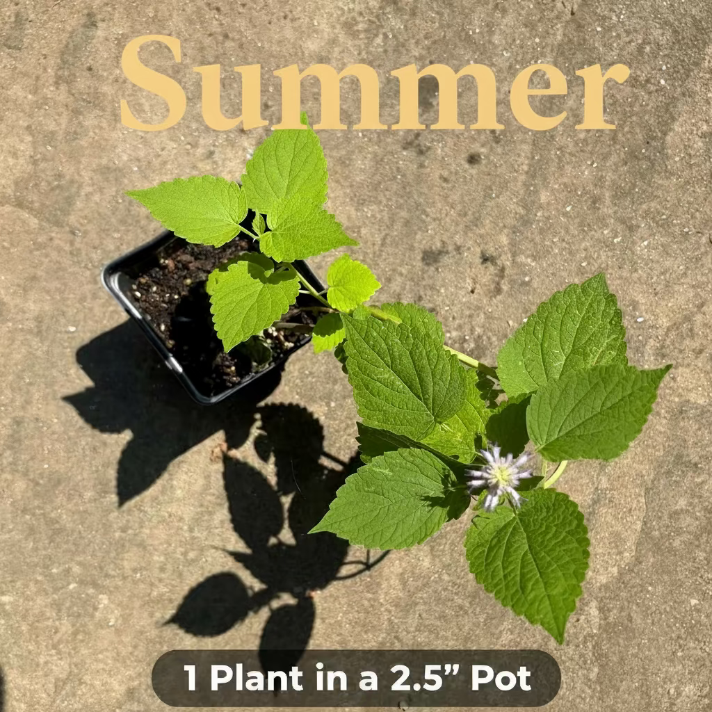 Anise Hyssop Live Plant – Agastache foeniculum – Native Pollinator Perennial – Zones 3–9