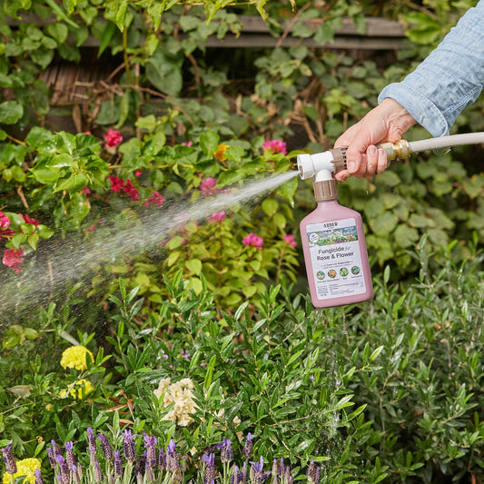 Organic fungicide for roses and flowers by Arber, showing the liquid product bottle and garden setting.