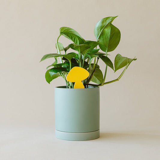 Arber sticky traps for plant pests, featuring yellow and blue sticky sheets designed to attract and trap common garden insects.