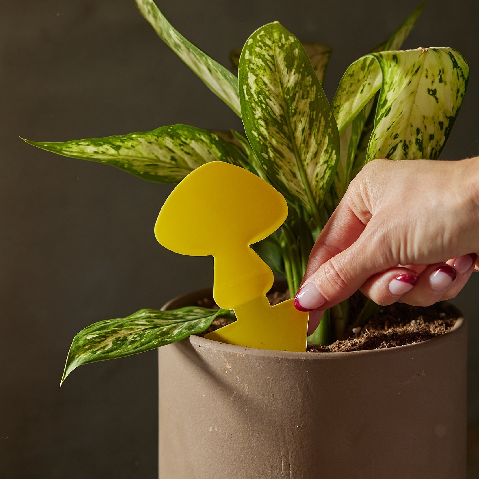 Arber sticky traps for plant pests, showcasing yellow adhesive strips designed to attract and catch insects on plants.